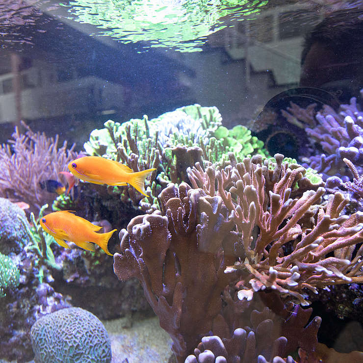 Research tank in the marine research facility of the ZMT.