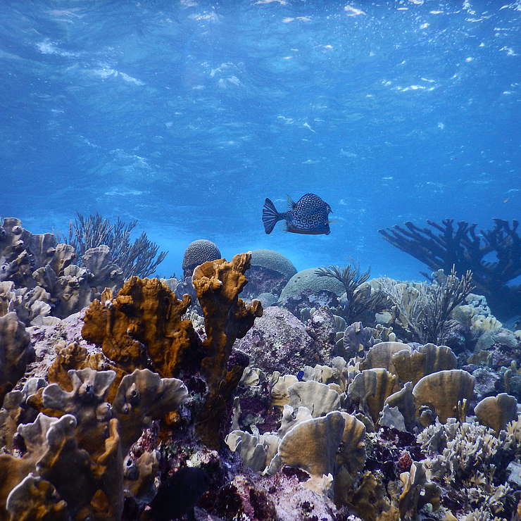 Endangered ecosystem: a tropical coral reef.